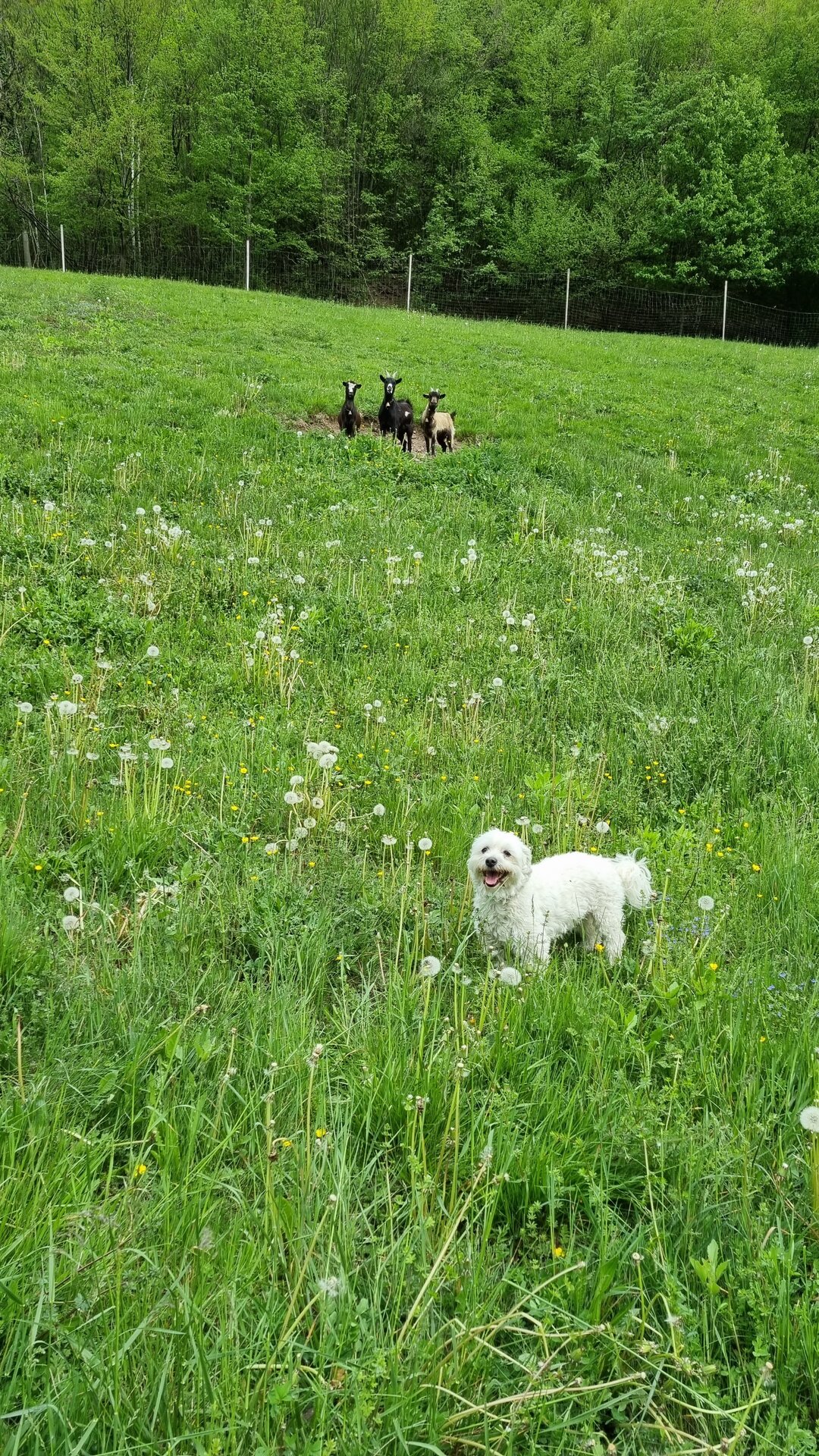 Ziegen und Hund Bidu